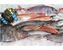 O mercado europeu dos produtos da pesca 